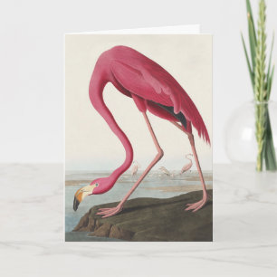 Cartes Pour Fêtes Annuelles Art Vintage Audubon Flamant rose Américain Oiseau