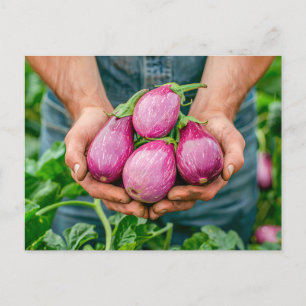 Cartes Pour Fêtes Annuelles Aubergines pourpres dans un jardin bio