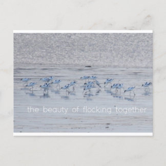Cartes Pour Fêtes Annuelles Avocet Beauty