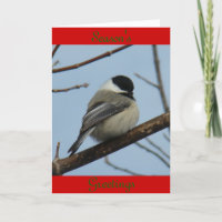 B21 Mésange à tête noire