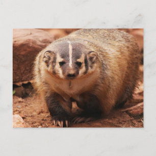 Cartes Pour Fêtes Annuelles Badger