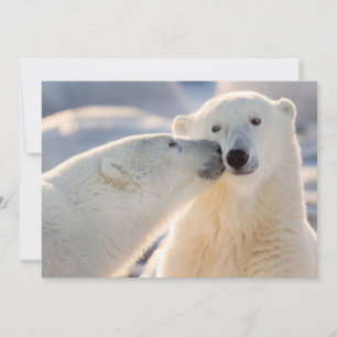 Cartes Pour Fêtes Annuelles Baiser de l'ours polaire