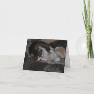 Cartes Pour Fêtes Annuelles Baisers d'amour et de chaton