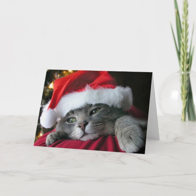 Cartes Pour Fêtes Annuelles Beau chat gris de minou de Noël (Devant)