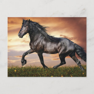 Cartes Pour Fêtes Annuelles Beau Cheval Noir