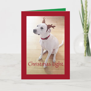 Cartes Pour Fêtes Annuelles Beau Chien de rennes blancs Chien rouge Noël