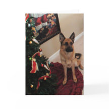 Beau Noël de berger allemand