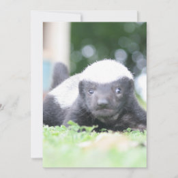 Cartes Pour Fêtes Annuelles Bébé blaireau au miel