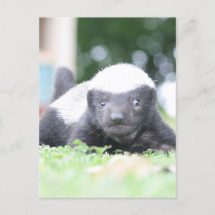 Cartes Pour Fêtes Annuelles Bébé blaireau au miel sur l'herbe verte photo