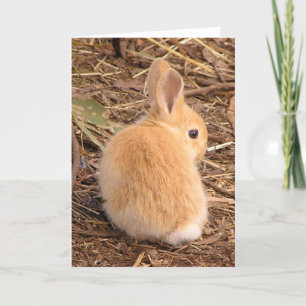Cartes Pour Fêtes Annuelles Bébé lapin mignon !