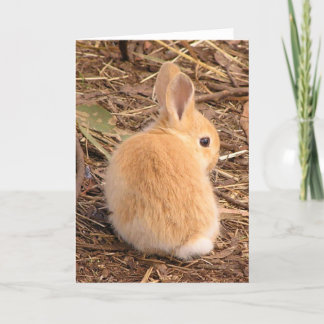 Cartes Pour Fêtes Annuelles Bébé lapin mignon !