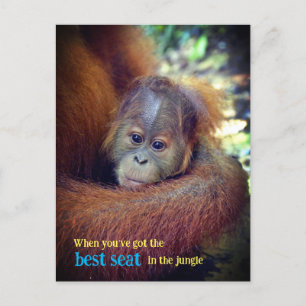 Cartes Pour Fêtes Annuelles Bébé Orangoutan