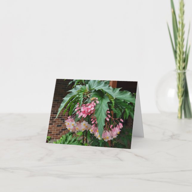Cartes Pour Fêtes Annuelles Bégonias à ailes d'anges roses (Devant)