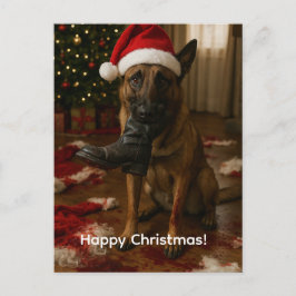 Cartes Pour Fêtes Annuelles Belgian Malinois Eaten Santa Christmas postcard