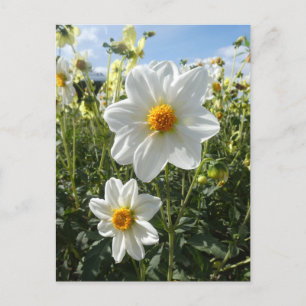 Cartes Pour Fêtes Annuelles Belle Fleurs blanches dahlia ensoleillées do-it-yo