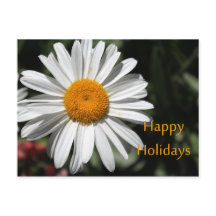 Belle marguerite blanche fleur joyeuse fêtes flora