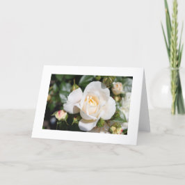 Cartes Pour Fêtes Annuelles belle rose blanche fleur. amour et romance