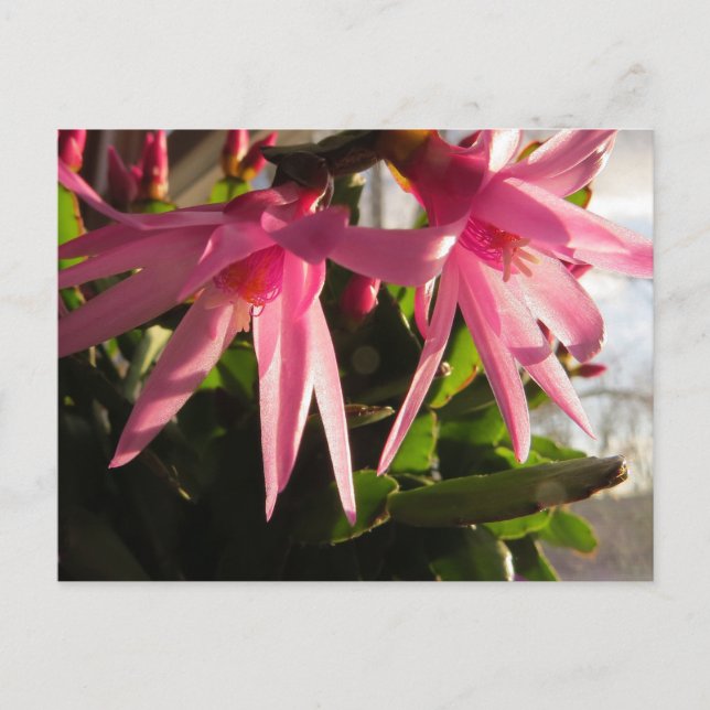 Cartes Pour Fêtes Annuelles Belles fleurs de cactus de Pâques (Devant)