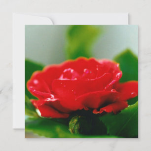 Cartes Pour Fêtes Annuelles Belles gouttes de rosée du matin sur une rose roug