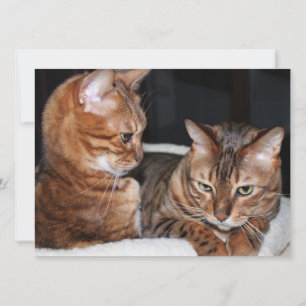 Cartes Pour Fêtes Annuelles Bengal Cats Ajoutez vos propres voeux de mème
