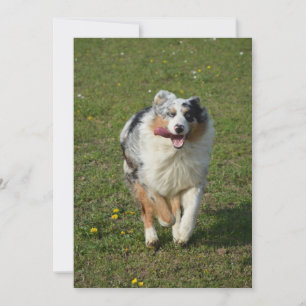 Cartes Pour Fêtes Annuelles berger australien blue merle en course