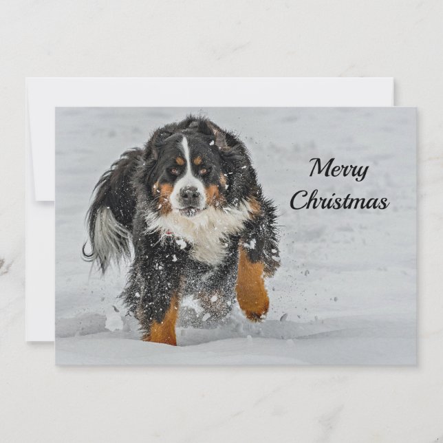Cartes Pour Fêtes Annuelles Bernese Mountain Dog Photo Appartement de Noël (Devant)