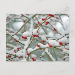 Cartes Pour Fêtes Annuelles Berry des neiges