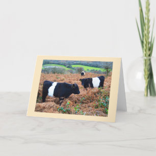 Cartes Pour Fêtes Annuelles Bestiaux de Galloway