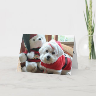 Cartes Pour Fêtes Annuelles Bichon Frise célébrant dans le style !