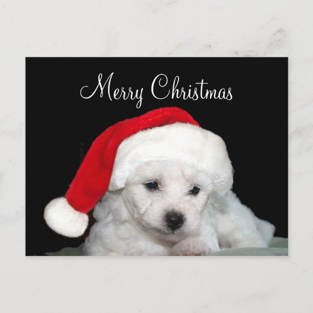 Cartes Pour Fêtes Annuelles Bichon Frise Christmas (Devant)