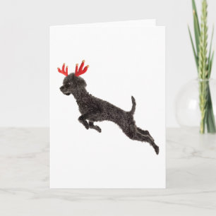 Cartes Pour Fêtes Annuelles Black Toy Poodle Dog Reindeer Antlers