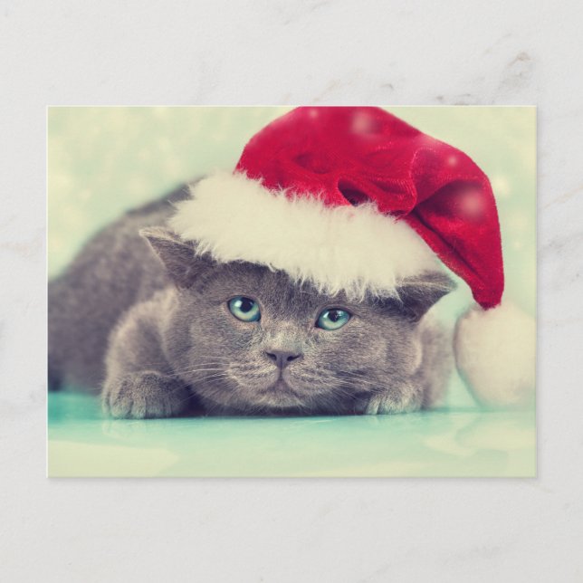 Cartes Pour Fêtes Annuelles Bleu British Chat Purr-fect saison des vacances (Devant)