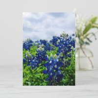 Bluebonnets Fleurs Bleues Texas Texan Floral
