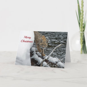 Cartes Pour Fêtes Annuelles Bobcat Eau de neige Photo Noël