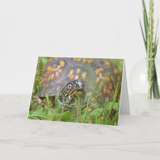 Cartes Pour Fêtes Annuelles Bonjour ! Tortue curieuse