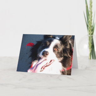 Cartes Pour Fêtes Annuelles Bonne frontière Collie