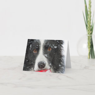 Cartes Pour Fêtes Annuelles Border Collie Christmas Card