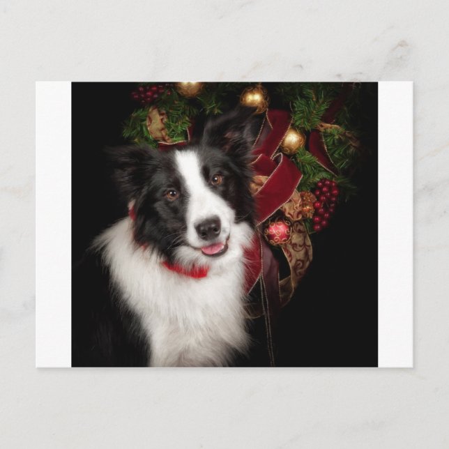 Cartes Pour Fêtes Annuelles Bordure Collie Noël (Devant)