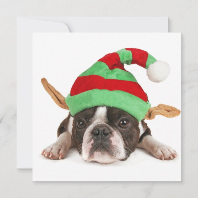 Cartes Pour Fêtes Annuelles Boston Terrier Avec Un Casquette De Noël (Devant)