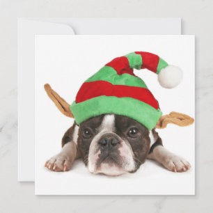 Cartes Pour Fêtes Annuelles Boston Terrier Avec Un Casquette De Noël