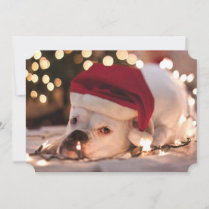 Cartes Pour Fêtes Annuelles Boxer Père Noël