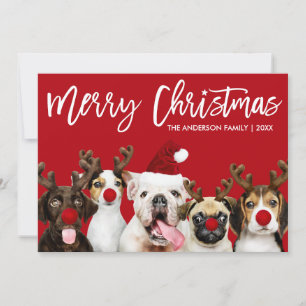 Cartes Pour Fêtes Annuelles Brush Script Star Joyeux Chiens de Noël Rouge
