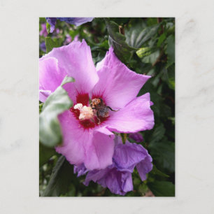 Cartes Pour Fêtes Annuelles Bumblebebe sur la fleur d'Hibiscus