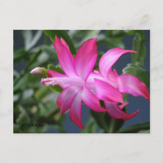 Cartes Pour Fêtes Annuelles Cactus de Noël #01