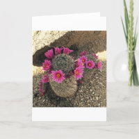 Cactus rose en fleur