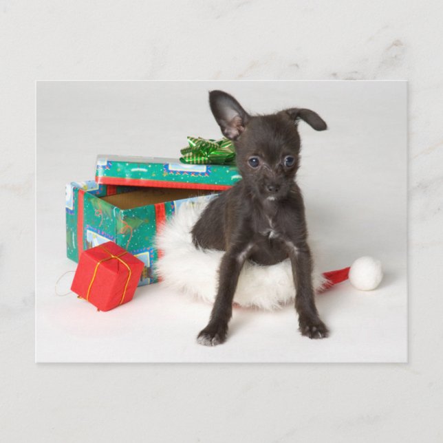 Cartes Pour Fêtes Annuelles cadeau de Noël de chien (Devant)