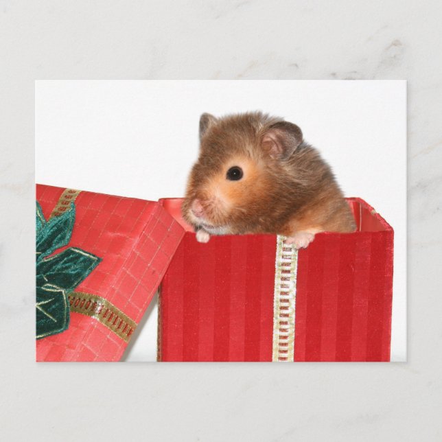 Cartes Pour Fêtes Annuelles cadeau de Noël Hamster (Devant)