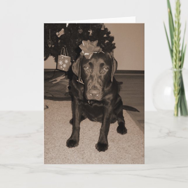 Cartes Pour Fêtes Annuelles Cadeau Enveloppé Labrador (Devant)