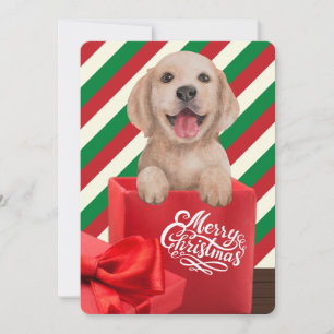 Cartes Pour Fêtes Annuelles Caisse de cadeau de chiot Golden Retriever Rayure