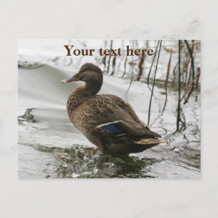 Cartes Pour Fêtes Annuelles Canard gris sur la nuit du lac